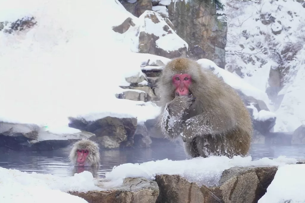 Śnieżne małpy w Nagano.